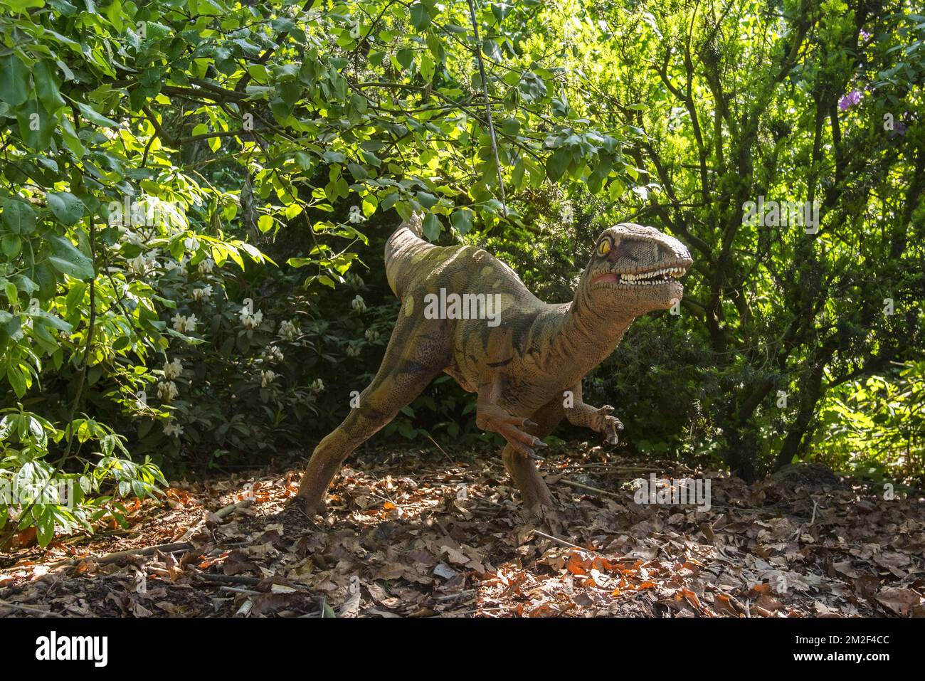 Realistische lebensnachbildung von Coelophysis, Coelophysid Theropod Dinosaur aus der Triassezeit | Réplique de Coelophysis, Dinosaure du Trias supérieur 09/05/2018 Stockfoto