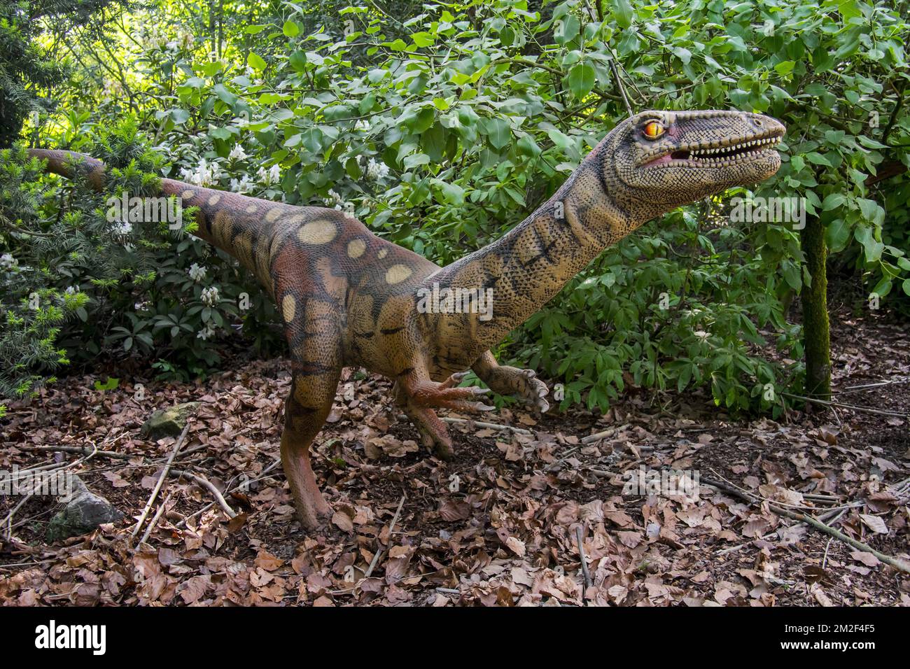 Realistische lebensnachbildung von Coelophysis, Coelophysid Theropod Dinosaur aus der Triassezeit | Réplique de Coelophysis, Dinosaure du Trias supérieur 09/05/2018 Stockfoto