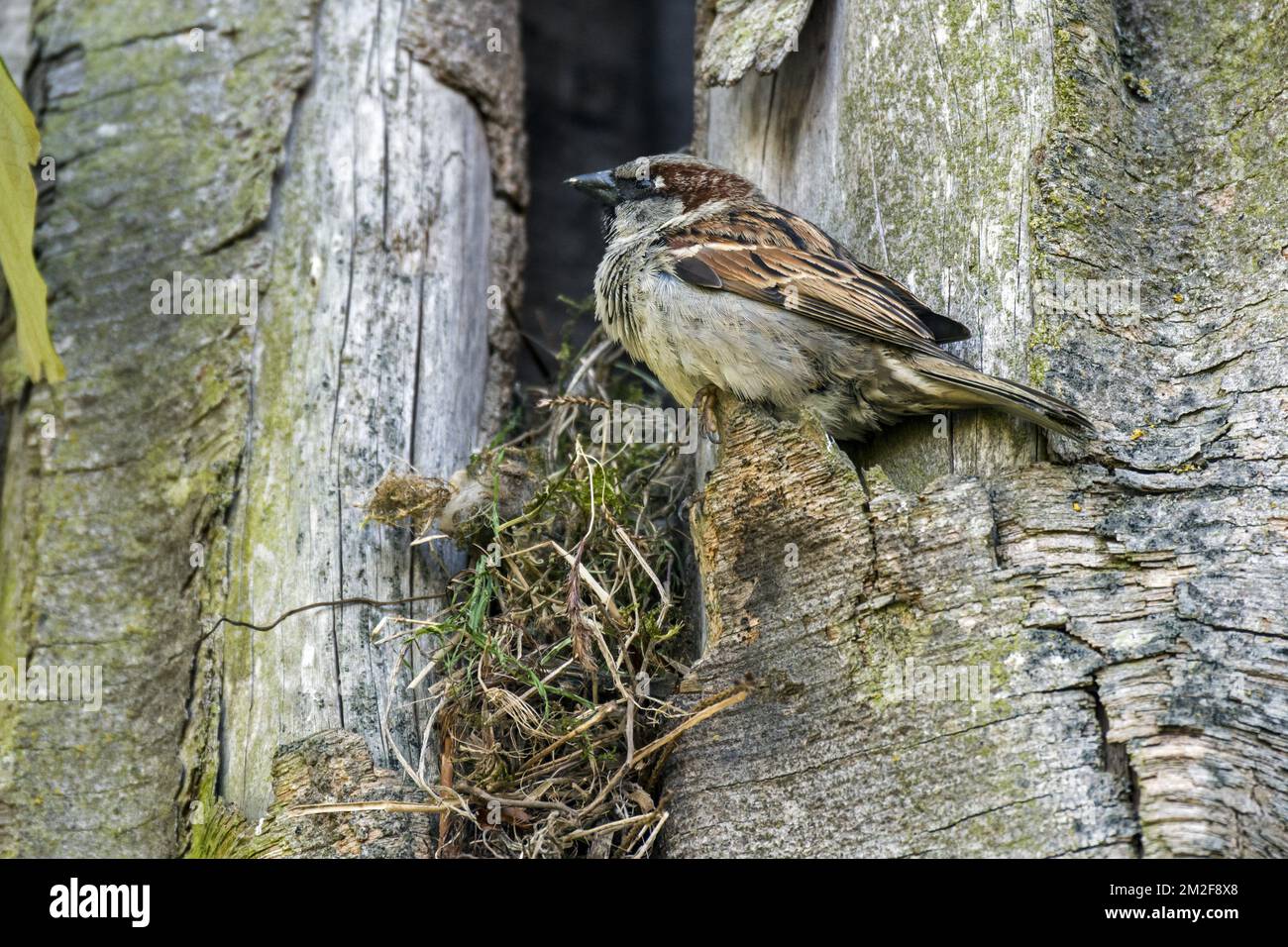 Hausspark (Passer domesticus) nistet im Frühjahr in der Baumhöhle | Moineau domestique (Passer domesticus) mâle au nid dans trou d'arbre 08/05/2018 Stockfoto