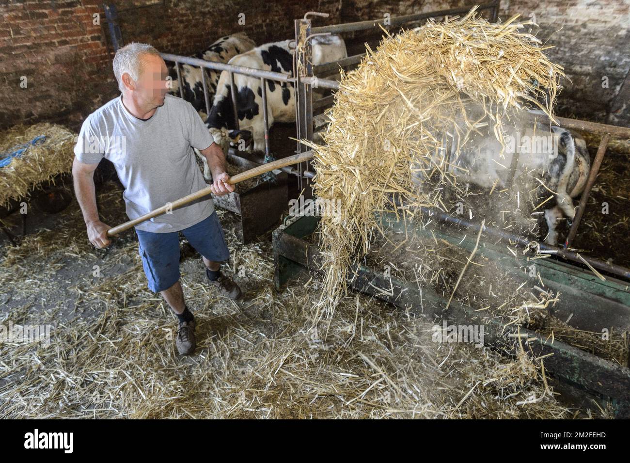 Kühe, die ihr Futter im Stall essen. Der Bauer füttert die Kühe | Vaches en train de se nourrir de Fourrage dans l'etable. L'eleveur nourrit ses vaches 23/05/2018 Stockfoto