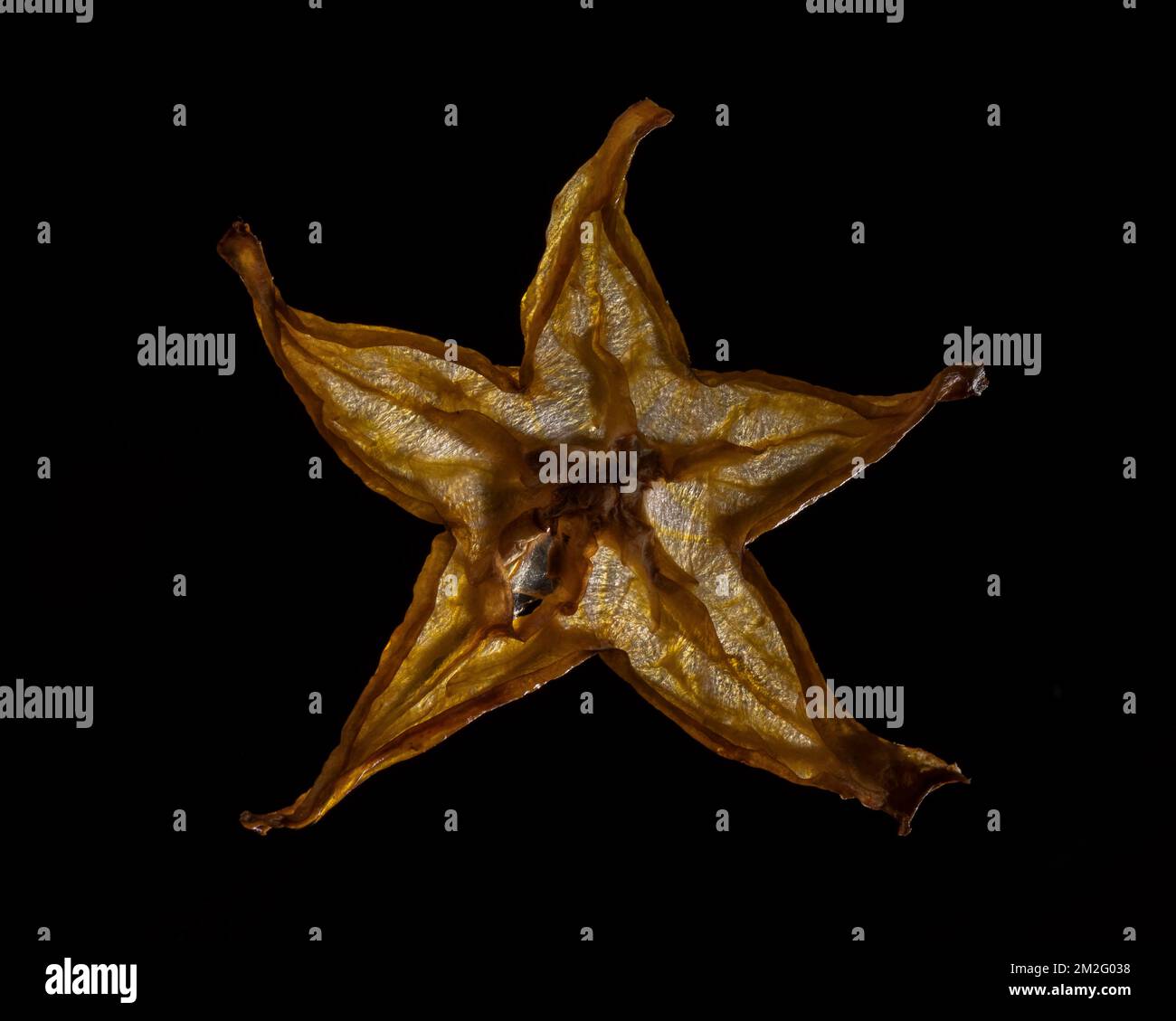 Eine dünne Scheibe Obst oder Gemüse, die vor Hintergrundbeleuchtung in einem Studio fotografiert wurde. Die durchscheinende Textur und die lebendigen Details Stockfoto