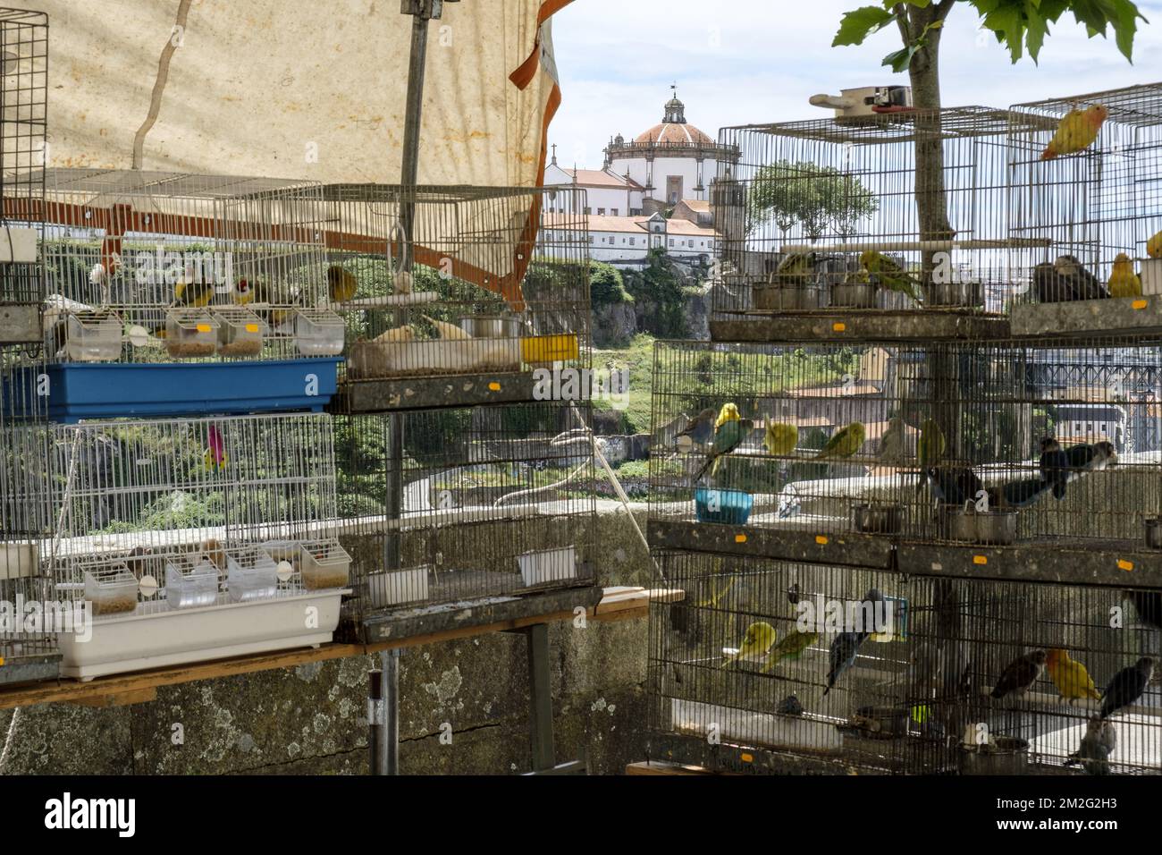 Die schöne Stadt Porto. Vogelmarkt | La ville de Porto Marche d'oiseaux les oiseaux sont en Cage 12/06/2018 Stockfoto