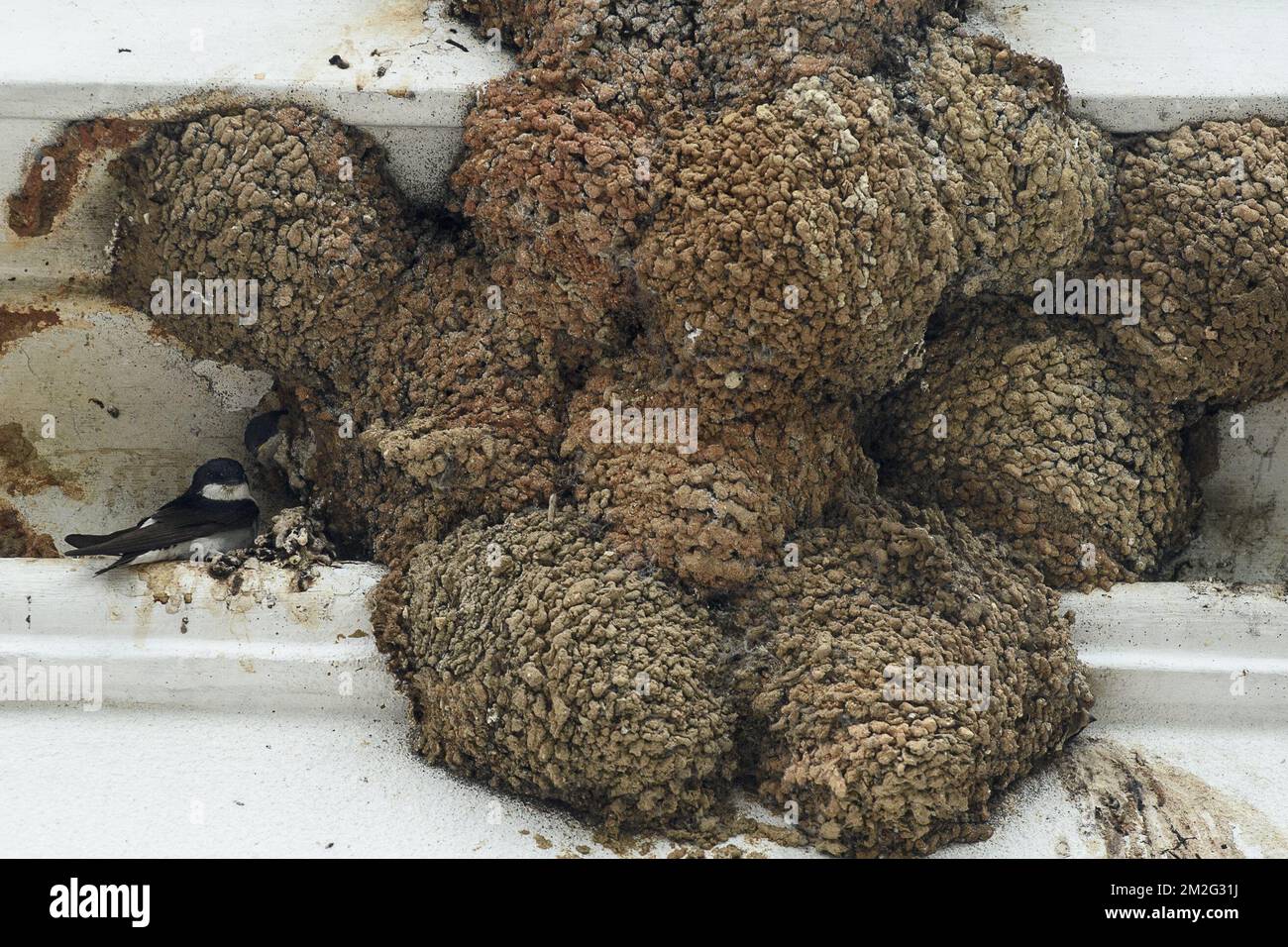 Schwalben und Schwalbennest unter dem Dach Hirondelle et nids d'hirondelles sous un toit 17/06/2018 Stockfoto