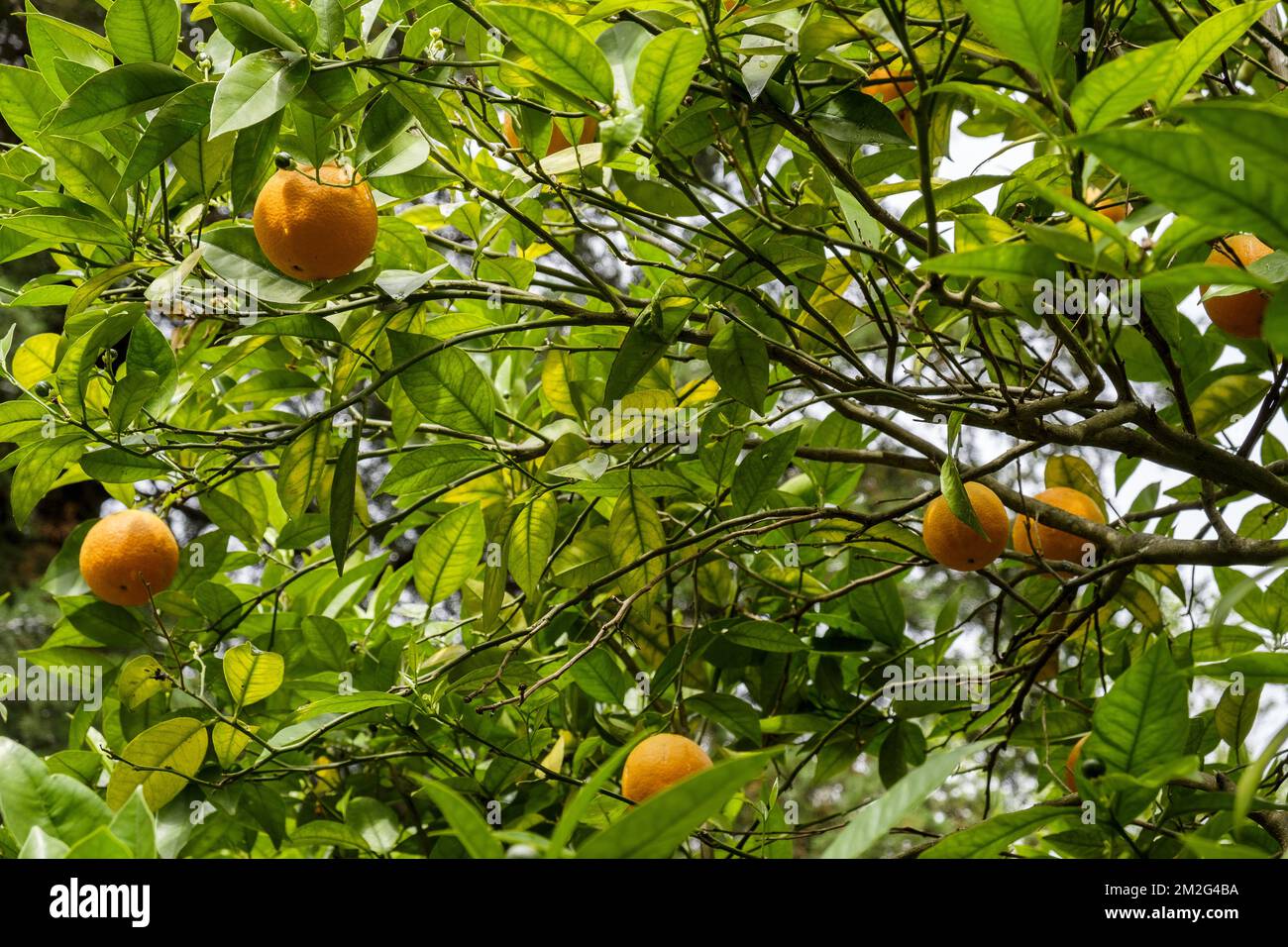 Orangen auf einem Orangenbaum | Orangen sur un oranger 19/06/2018 Stockfoto