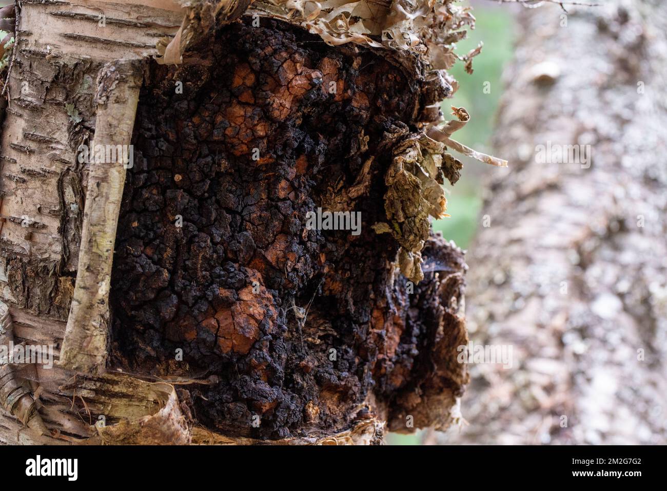 Nahaufnahme. Chaga Pilz, Inonotus obliquus, wächst auf dem Stamm einer roten Birke, Betula occidentalis, über Callahan Creek, Troy, Montana. Stockfoto