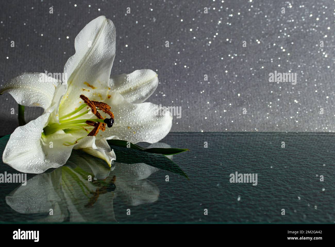 Weiße Lilienblume auf schwarzem Glas, mit Wassertropfen, dunkle, stimmungsvolle Fotografie Stockfoto