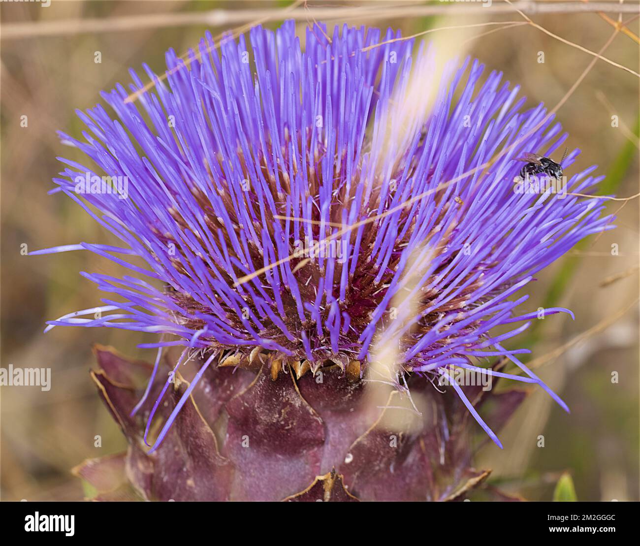 Biene und Distel | Abeille et chardon 04/07/2018 Stockfoto