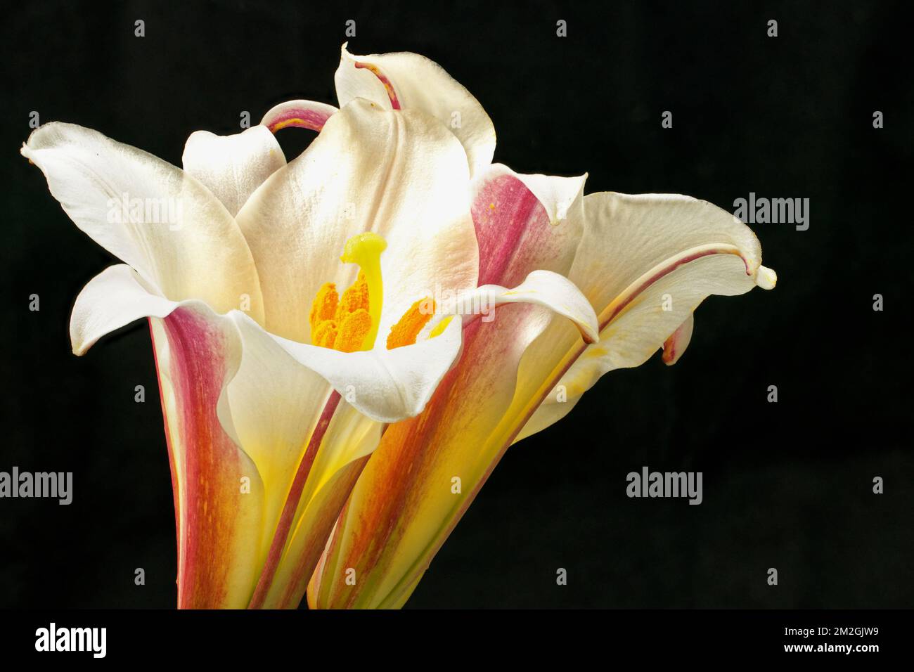 Nahaufnahme von zwei Weihnachtslilien mit Stämmen bedeckt mit leuchtenden Orangenpollen. Traditionelle Weihnachtsblumen in Aotearoa/Neuseeland. Stockfoto