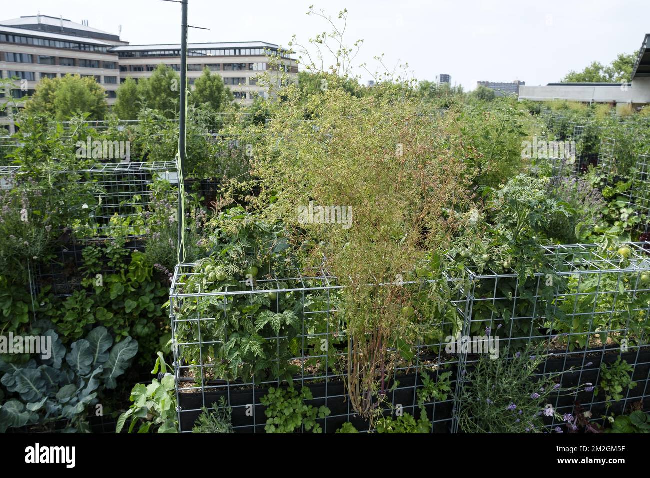 Open-Air-Kultur auf dem Dach - Gemüseernte auf einem städtischen Bauernhof auf dem Dach des Cameleon-Shops in Brüssel | Recolte de legumes dans une urban Farm situee sur le toit du Magasin Cameleon - Culture a ciel ouvert sur toit 07/07/2018 Stockfoto