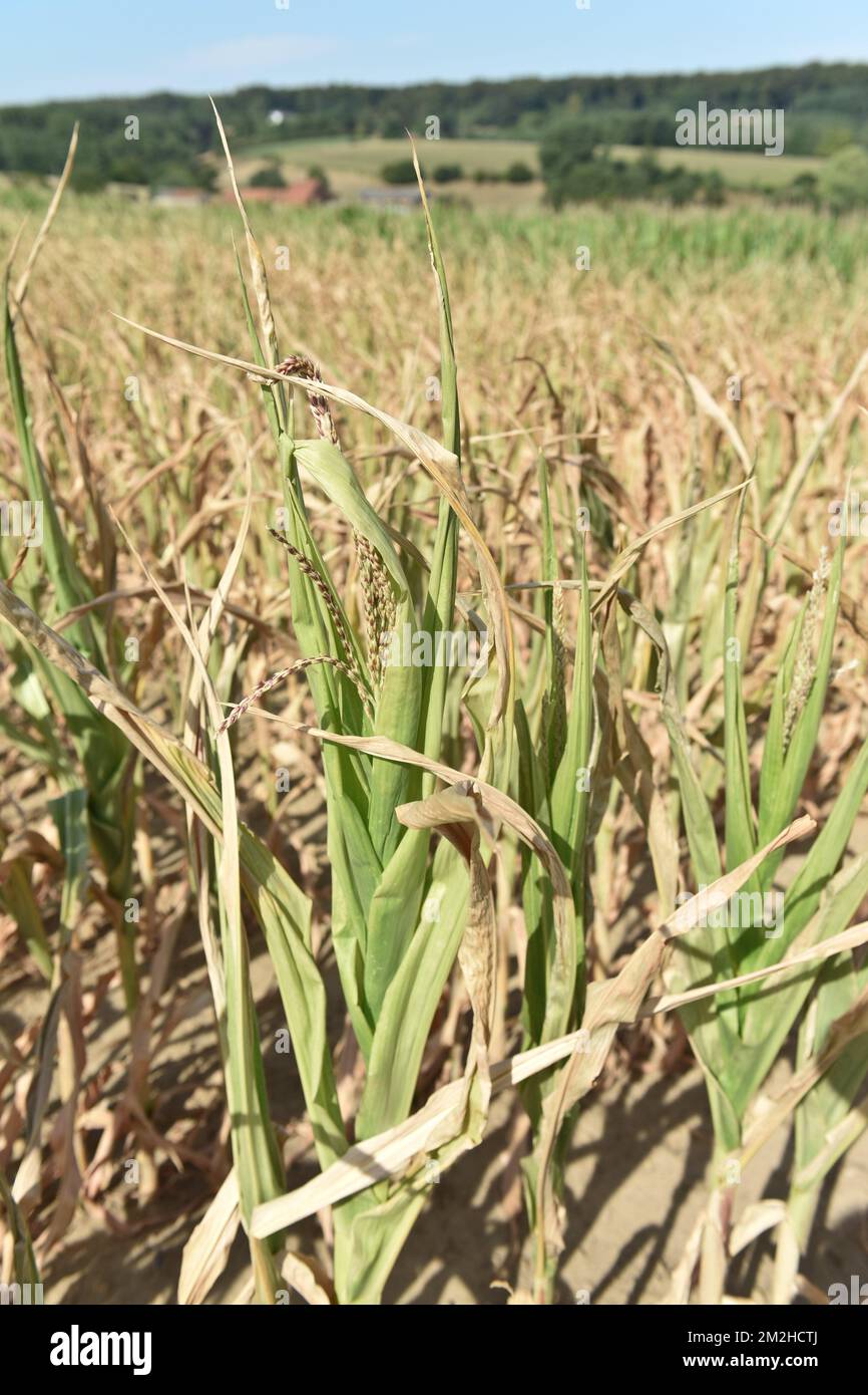 Mais im Sommer 2018 | Mais l'été 2018 01/08/2018 Stockfoto