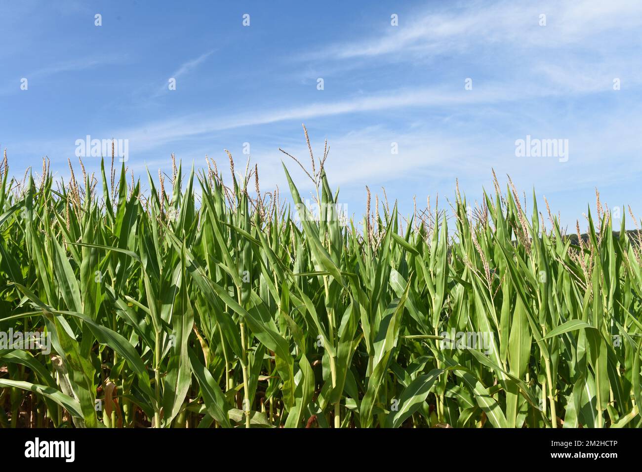 Mais im Sommer 2018 | Mais l'été 2018 01/08/2018 Stockfoto