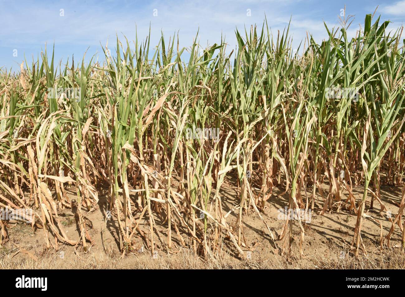 Mais im Sommer 2018 | Mais l'été 2018 01/08/2018 Stockfoto