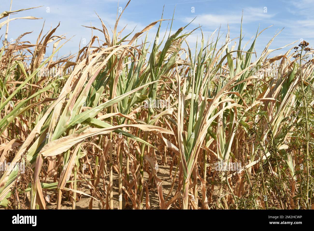 Mais im Sommer 2018 | Mais l'été 2018 01/08/2018 Stockfoto