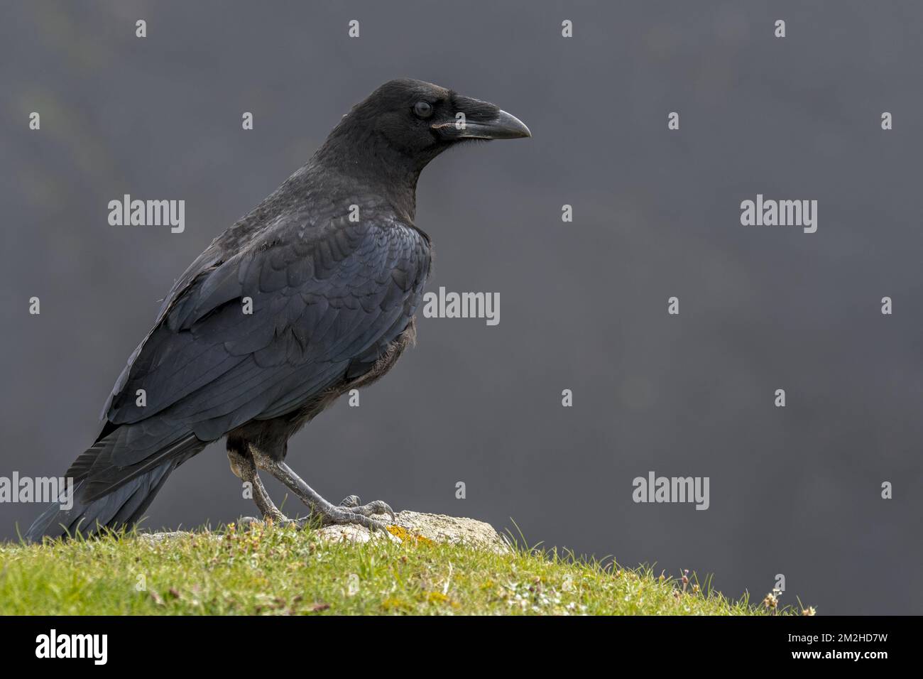 Gemeiner Rabe/Nordraben (Corvus corax) | Grand Corbeau (Corvus corax) à la Côte 12/06/2018 Stockfoto