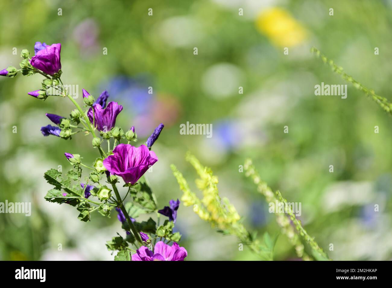 Blumen auf einem Feld im Sommer. Farben und Licht Fleurs des champs dans une Prairie Pendant l'ete. Fleurs a Couper soi-Me 24/07/2018 Stockfoto