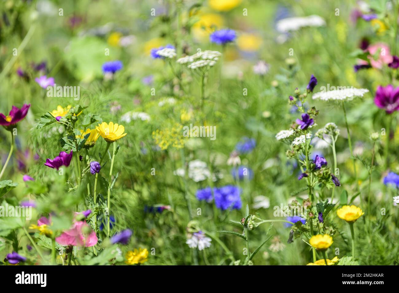 Blumen auf einem Feld im Sommer. Farben und Licht Fleurs des champs dans une Prairie Pendant l'ete. Fleurs a Couper soi-Me 24/07/2018 Stockfoto