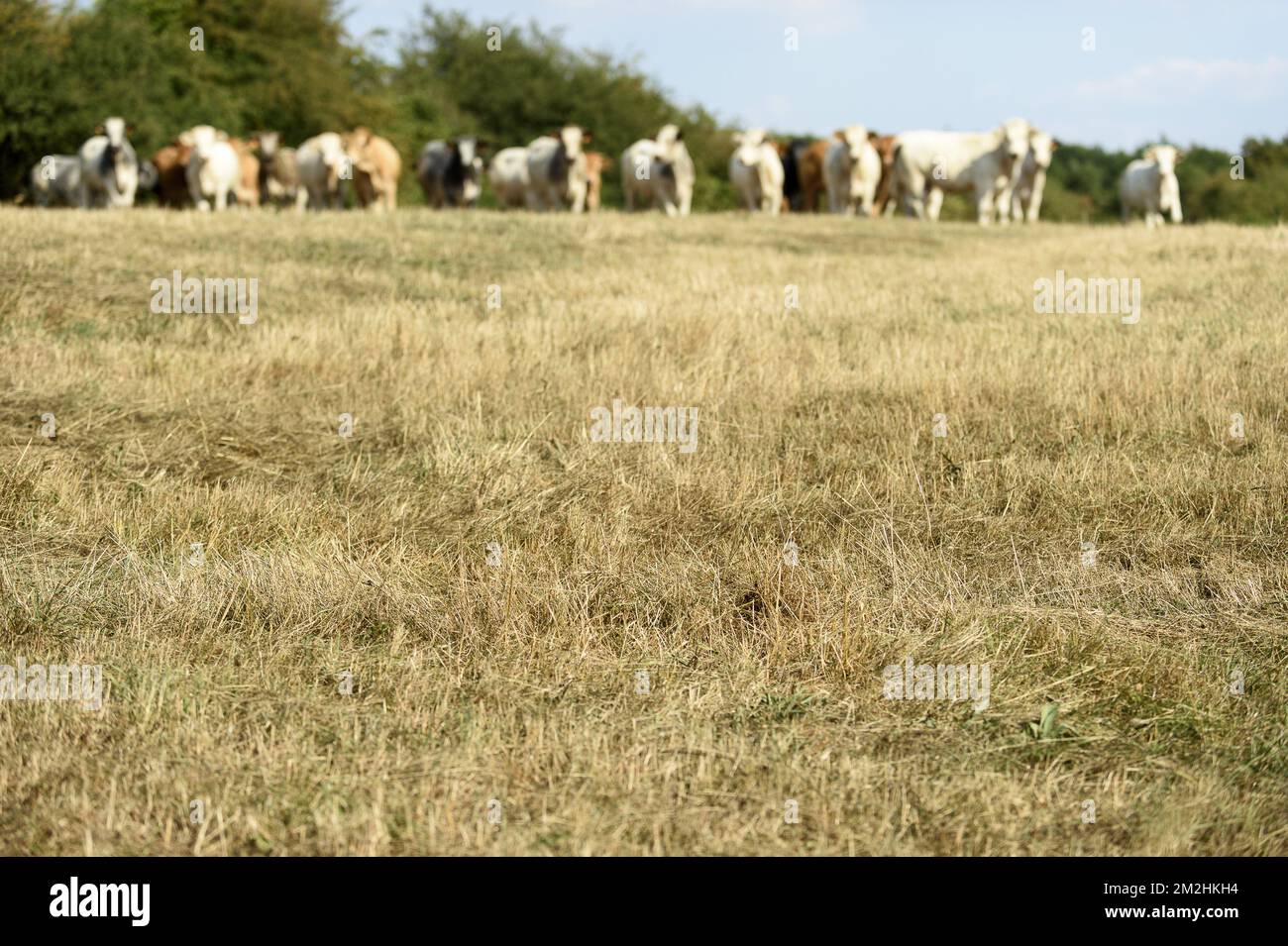 Kühe auf einer getrockneten Wiese. Das Gras ist gelb | L'herbe est jaune et les vaches sont Fatiguees par la chaleur ereintante de la canicule. 05/08/2018 Stockfoto