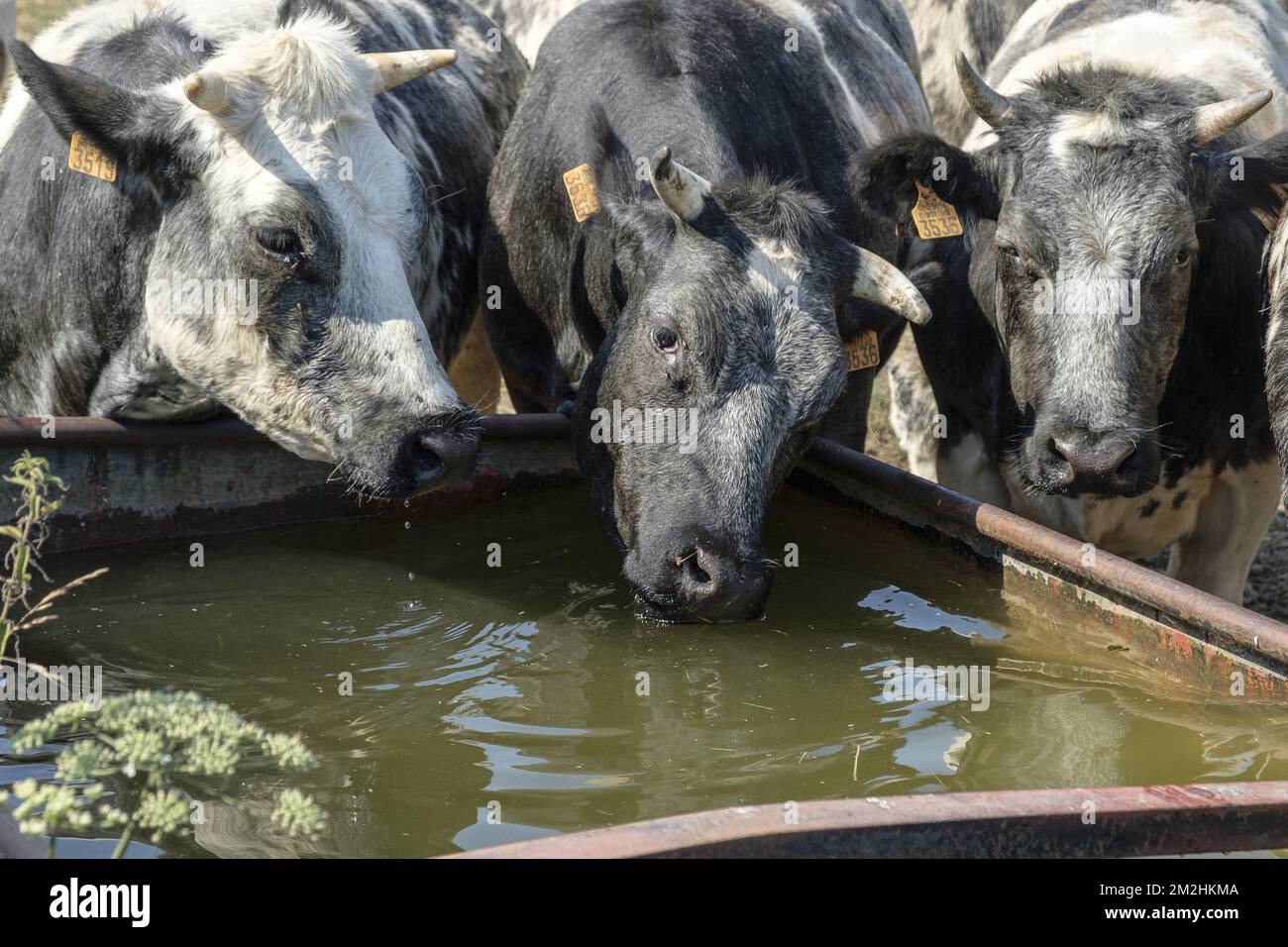Kühe kommen, um Wasser aus dem Becken zu trinken | Les vaches assoifées par la canicule viennent boire l'eau apportee par l'eleveur dans une bassine 05/08/2018 Stockfoto