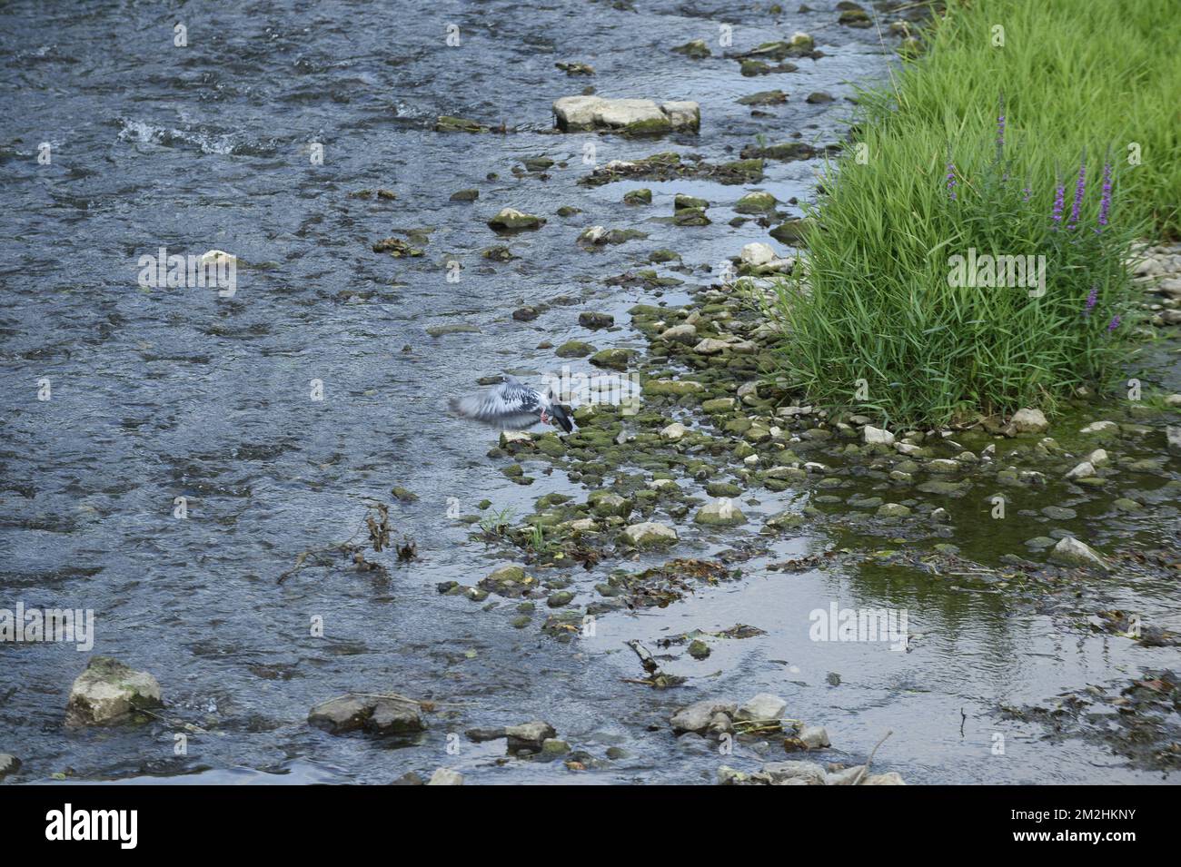 In Belgien und Wallonien fielen die Ströme aufgrund der Hitzewelle schwer | Le Level d'Eau des rivieres en Belgique et Wallonie a Fortement baisse a cause de la canicule. 05/08/2018 Stockfoto