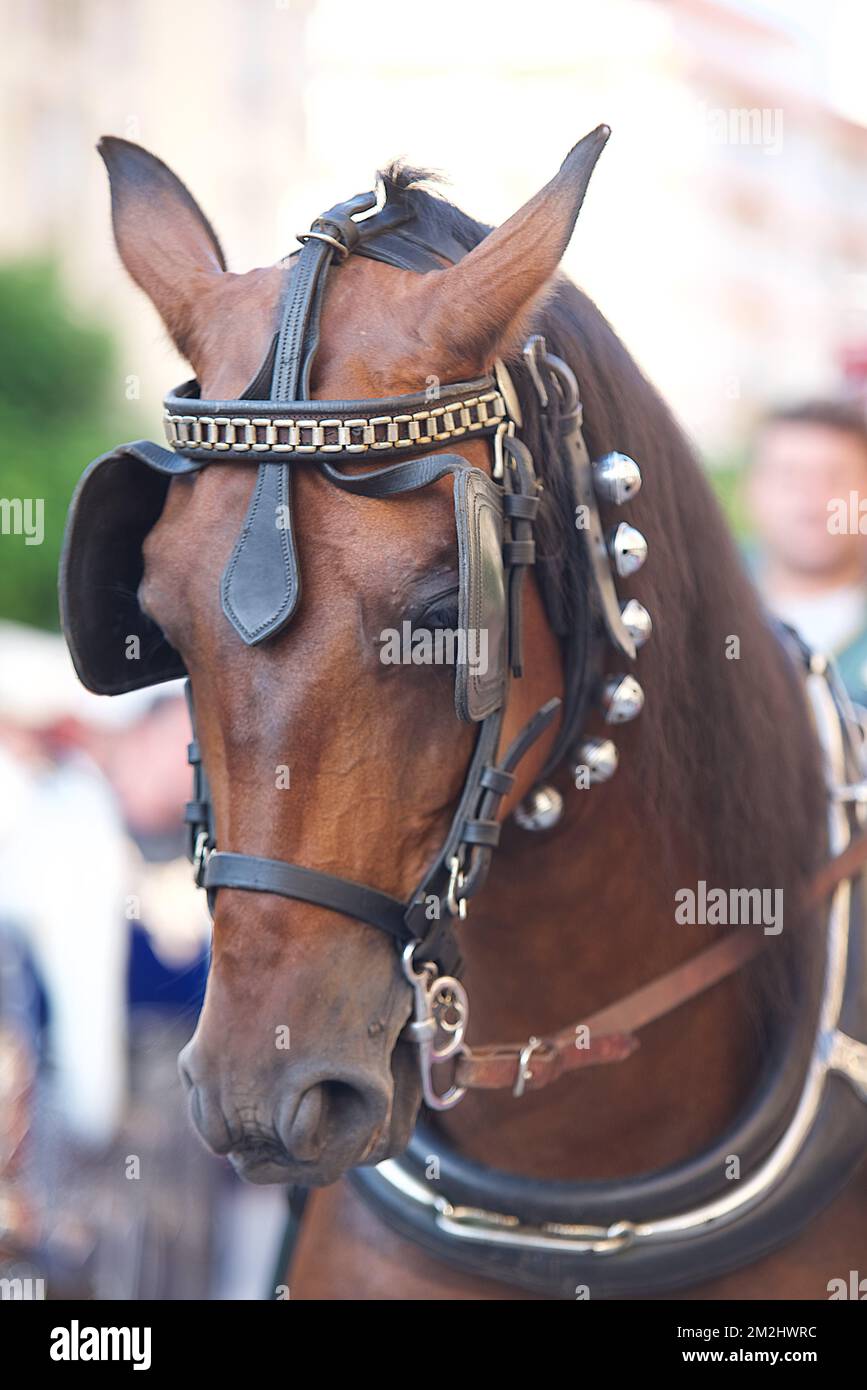 Pferde in Demonstration | Chevaux de Parade 15/08/2018 Stockfoto