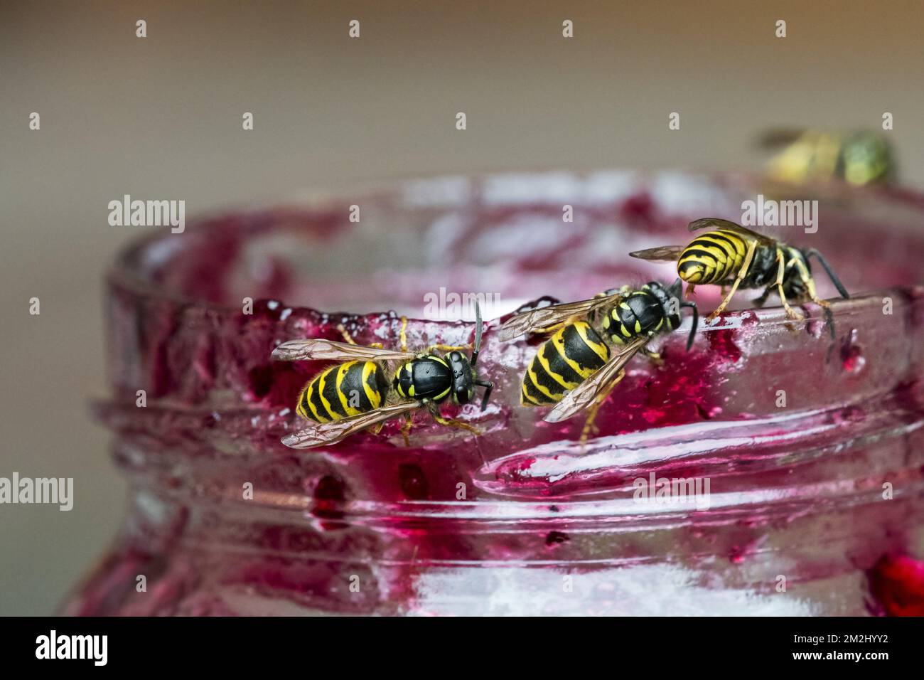 Vier gewöhnliche Wespula (Vespula vulgaris), angezogen vom süßen Duft von Früchten, die im Sommer Marmelade aus einem offenen Glas/Marmeladentopf essen | Guêpes sur Pot de confiture 18/08/2018 Stockfoto