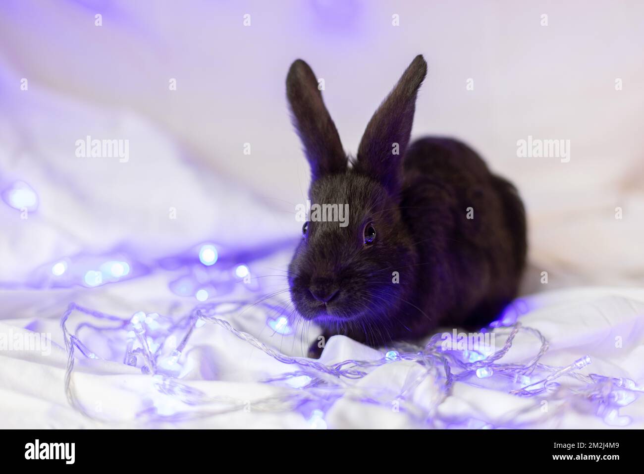 Kleines schwarzes Kaninchen auf weißem Hintergrund mit blauen Weihnachtslichtern. Stockfoto