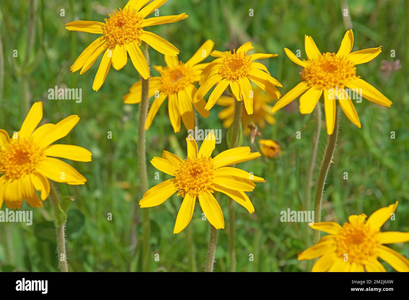 Die seltenen medizinischen Arnica-Blüten in den Alpen auf 2200 Metern, hoch gefährdet, Rote Liste 3 Arnica montana, Alpen, Österreich, Tirol Stockfoto