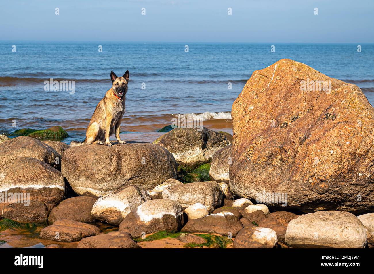 Ein deutscher Schäferhund steht auf den Felsen im Meer vor dem Hintergrund des blauen Himmels Stockfoto