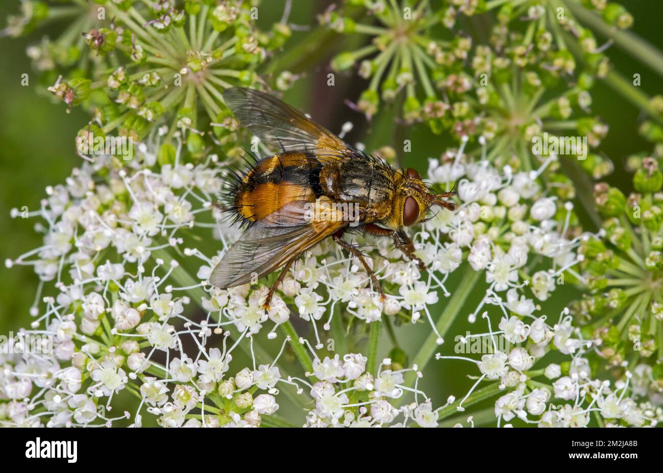 Parasitenfliege / Tachinidfliege / Tachina fera Nektar von Umbelliferblüten im Sommer | Tachinaire Sauvage (Tachina fera) 24/08/2018 Stockfoto