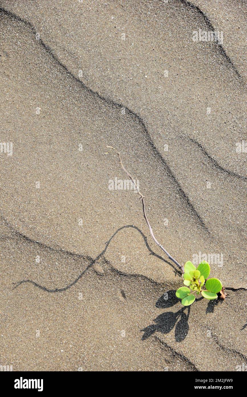Grüner Pflanzenschatten am Strand, Survada Beach, Valsad, Gujarat, Indien, Asien Stockfoto