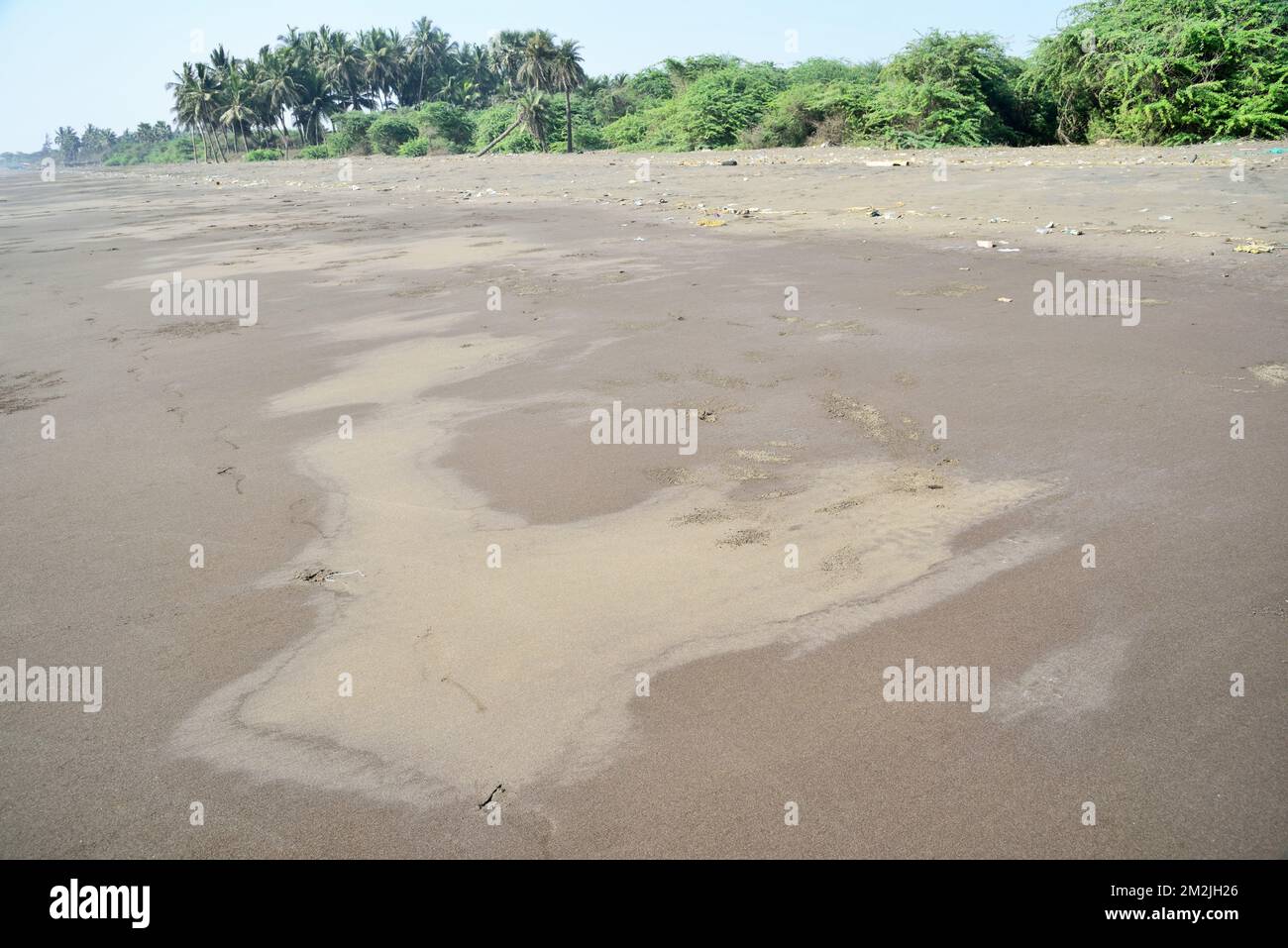 Palmen am Strand, Bhagal Beach, Valsad, Gujarat, Indien, Asien Stockfoto