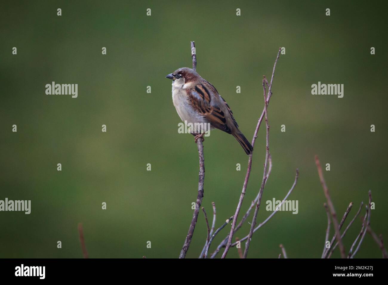 Haussperling (Passer Domesticus) Stockfoto