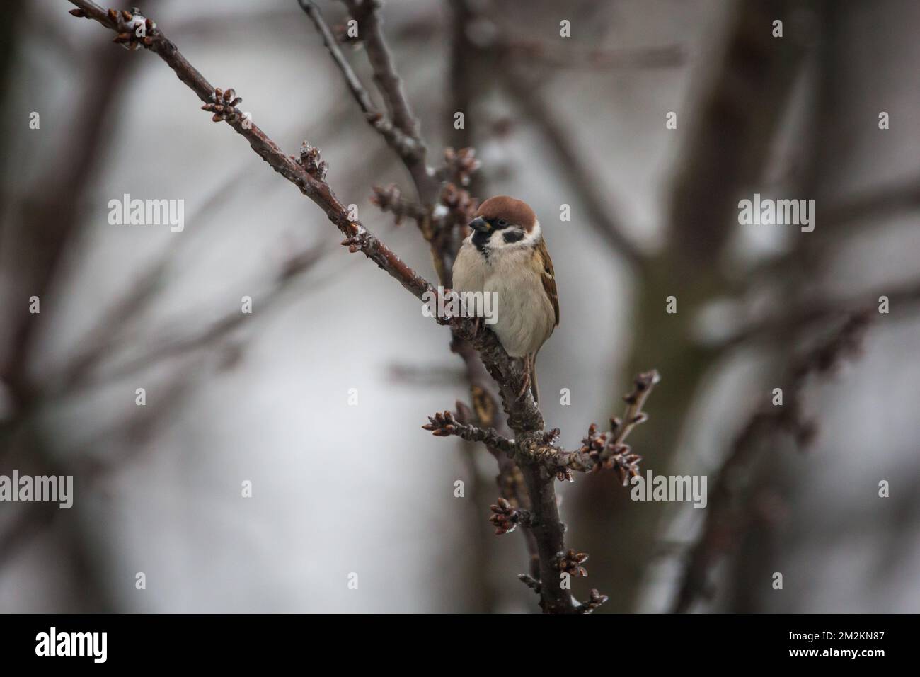 Eurasische Baum-Spatz (Passer Montanus) Stockfoto