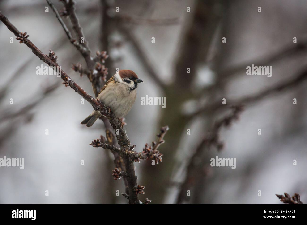 Eurasische Baum-Spatz (Passer Montanus) Stockfoto