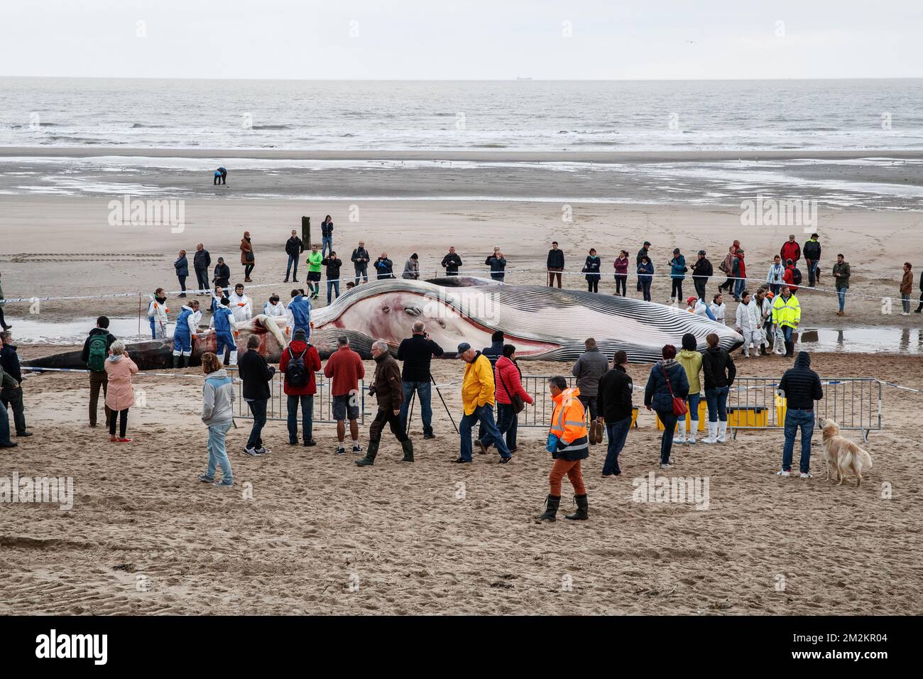 Die Abbildung zeigt die Leiche eines großen Flossenwals, der am Strand von De Haan am Donnerstag, den 25. Oktober 2018, gestrandet ist. Die Forscher werden die Überreste untersuchen. BELGA FOTO KURT DESPLENTER Stockfoto