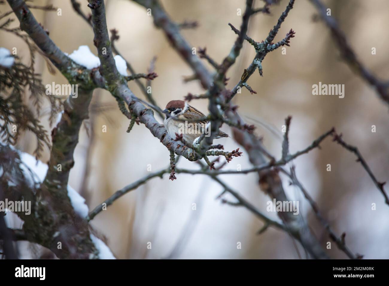 Eurasische Baum-Spatz (Passer Montanus) Stockfoto