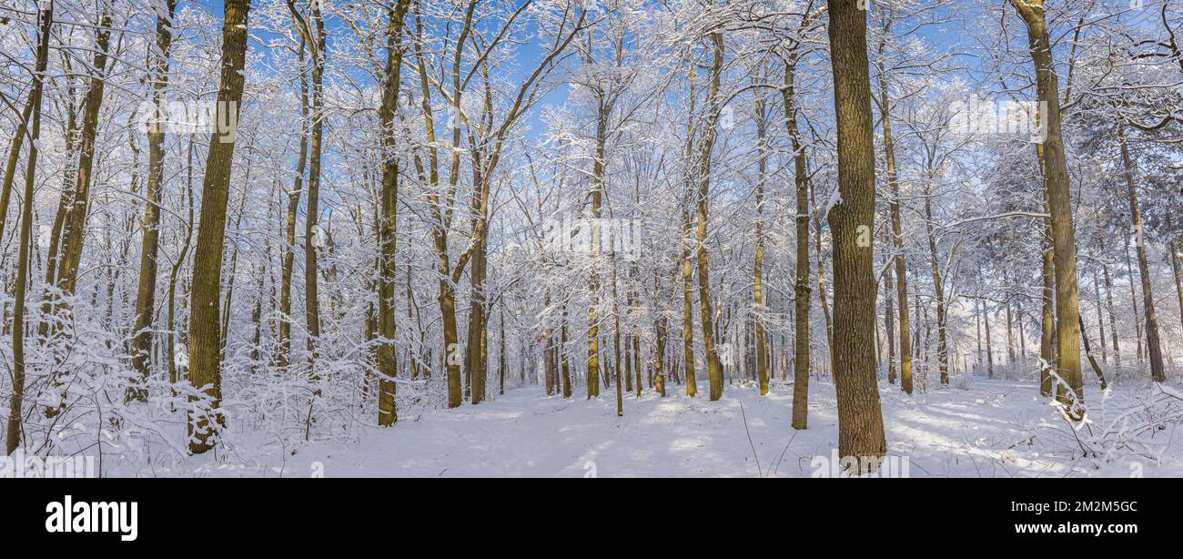 Eichen bedeckt mit Schnee auf frostiger Morgenlandschaft. Atemberaubendes Naturpanorama im Winter. Farbenfroher Sonnenaufgang über dem Weinpark, fantastische Landschaft Stockfoto
