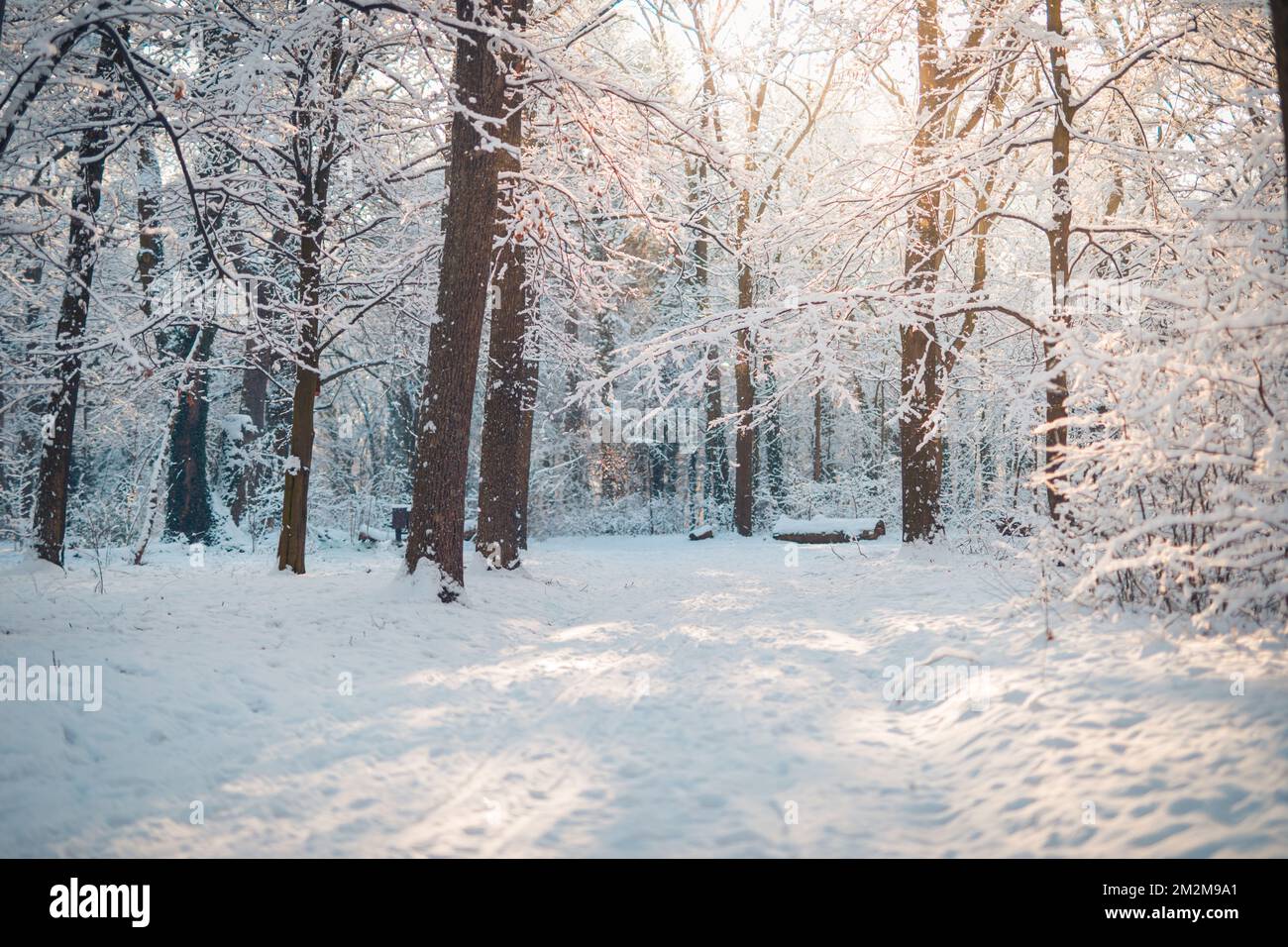 Schneebedeckte Winterlandschaft mit traumhaftem Sonnenlicht. Idyllische Natur im Winter, Abenteuer und malerische Freiheit. Atemberaubende saisonale Landschaft, Waldweg Stockfoto