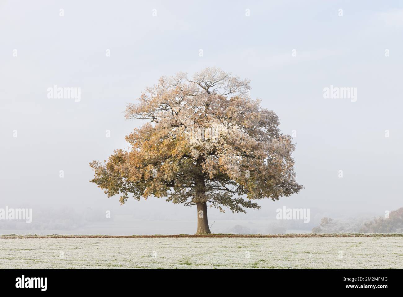 Einsamer Eichenbaum auf einem von Frost bedeckten Feld mit nebligen Winterhintergründen. Stockfoto