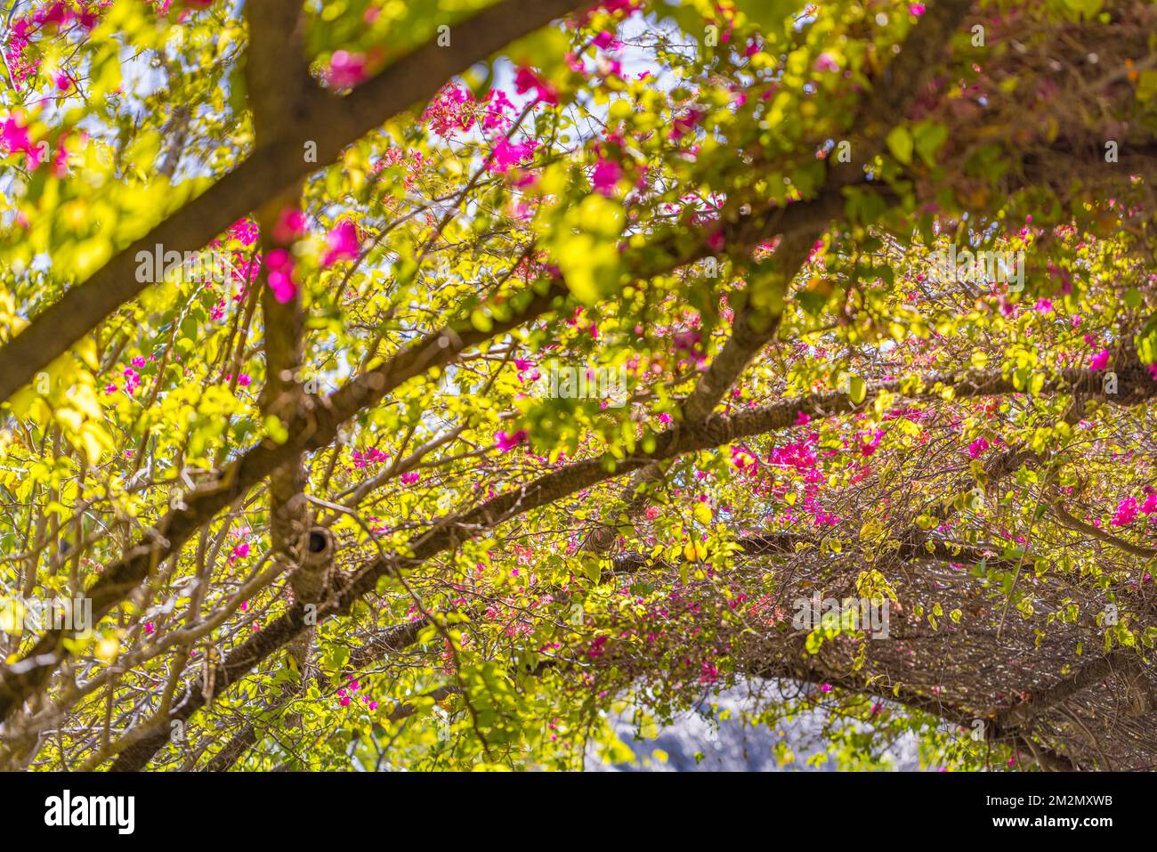 Abstrakte Nahaufnahme von blühenden Bougainvillea-Blüten, grünen Blättern und warmem Sonnenlicht. Blumenbogen im Garten, idyllische künstlerische Aussicht, Landschaftsformat Stockfoto