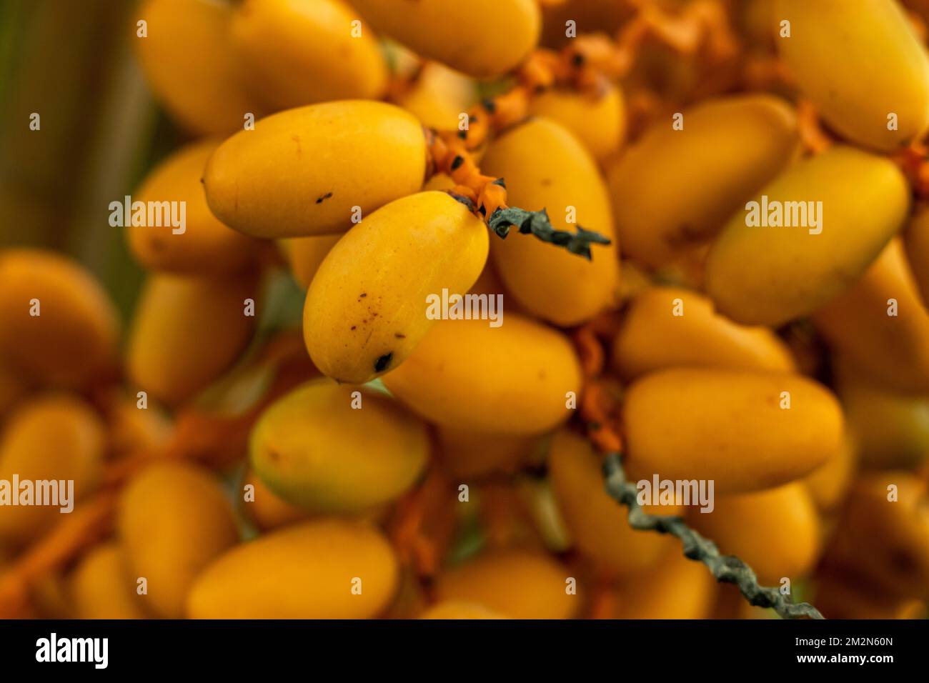 Frische Datteln haben auch einen niedrigeren glykämischen Index als getrocknete Datteln, was bedeutet, dass sie einen viel milderen Einfluss auf Ihren Blutzuckerspiegel haben. Das Datum ist ein Masttag Stockfoto
