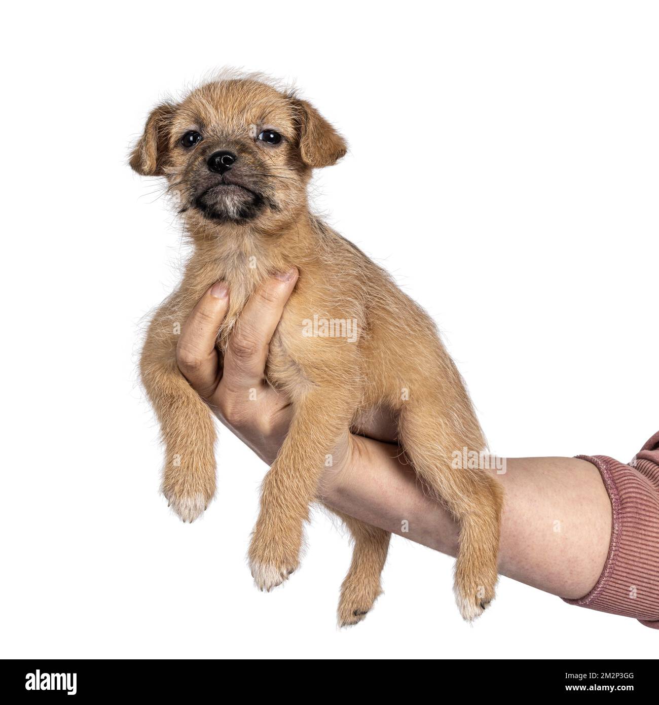 Süßer, hellbrauner Hund mit verirrten Haaren, der an menschlichen Armen und Händen hängt. Ich schaue in die Kamera. Isoliert auf weißem Hintergrund. Stockfoto