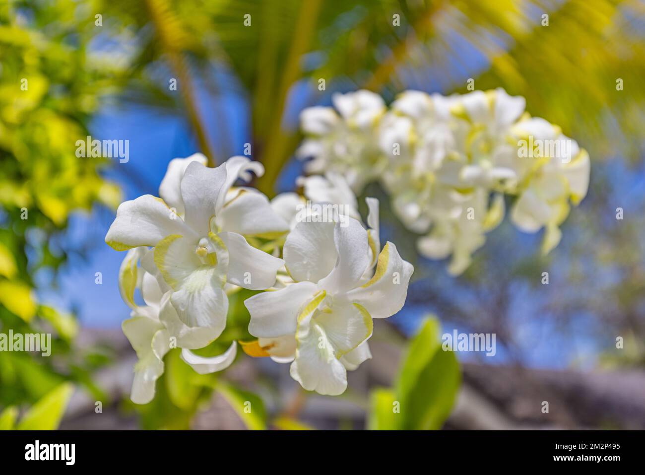 Tropischer Blumengarten mit weißen Orchideen auf verschwommener grüner Natur und blauem Himmel. Exotisch blühender Blumengarten oder Park auf den Malediven, Blüten Stockfoto