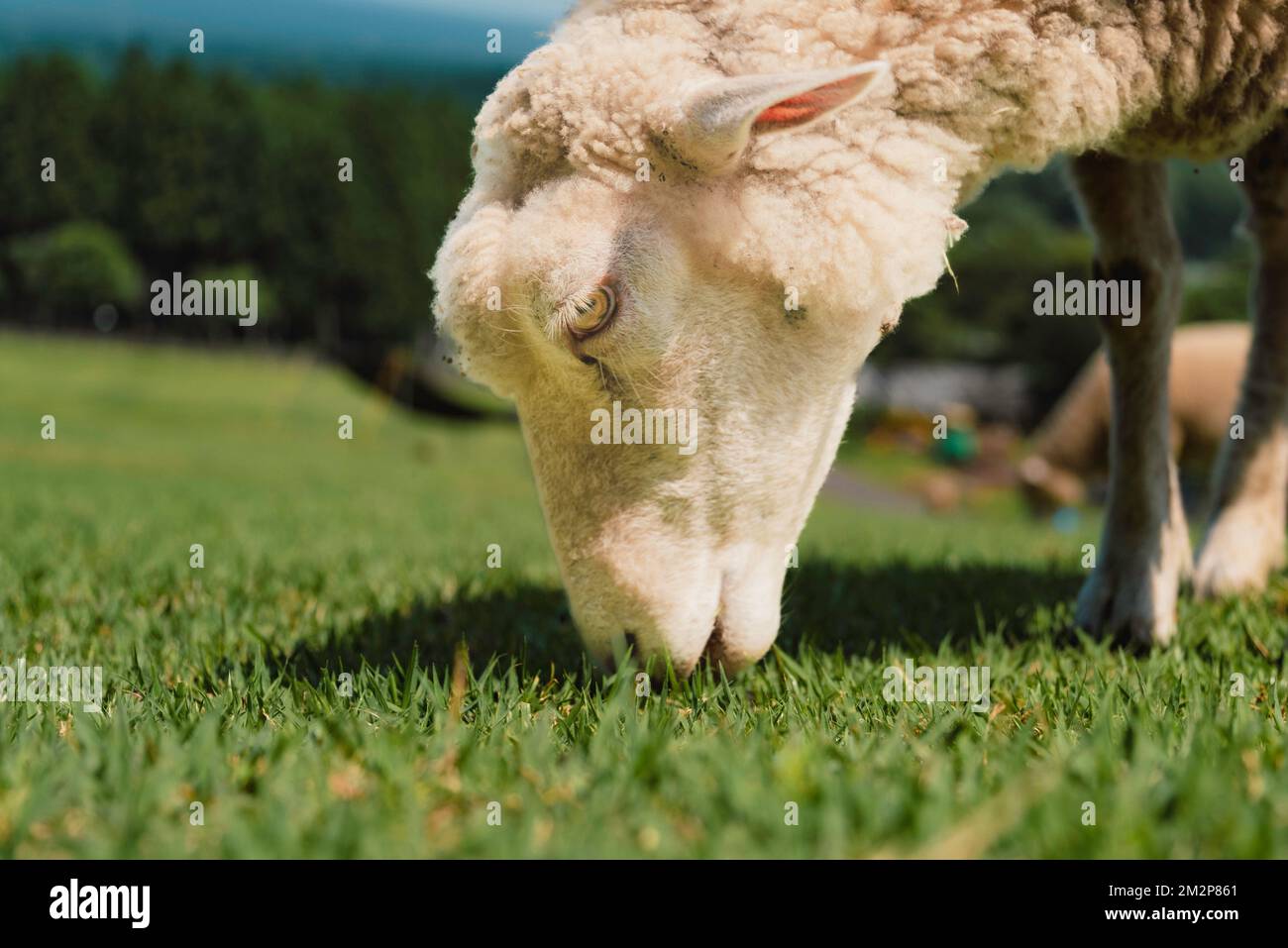 Die Makaino Ranch am Fuße des Mt. Fuji hat eine Weide, auf der man grasende Schafe aus nächster Nähe sehen kann. Obwohl ich auf einer Farm aufgewachsen bin, habe ich nie B Stockfoto