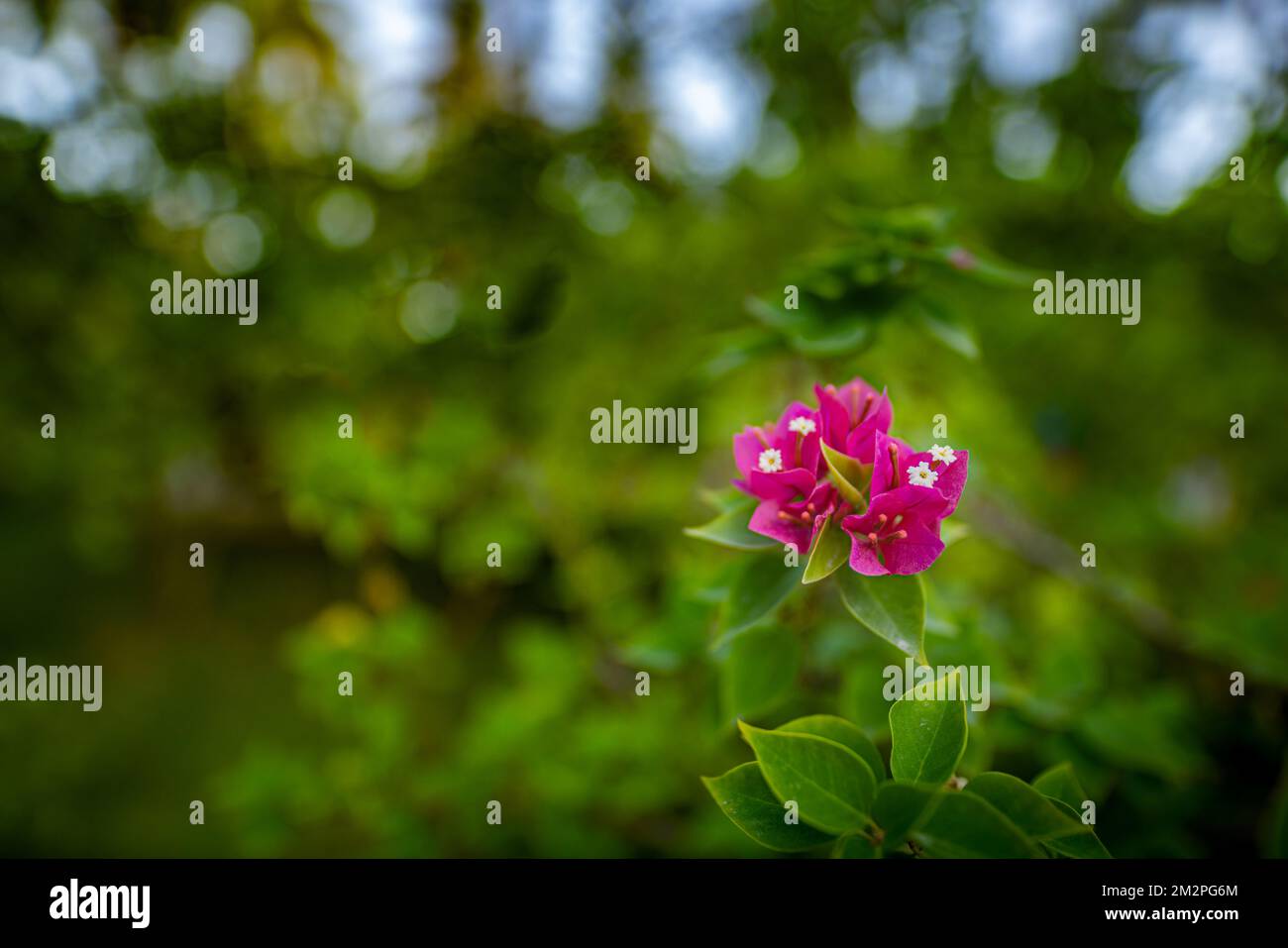 Blühender rosa Bougainvillea-Blumenzweig isoliert von tiefgrünem tropischem Naturhintergrund. Dschungelwald-Nahaufnahme, rosa Blumen mit grünem Naturlicht Stockfoto