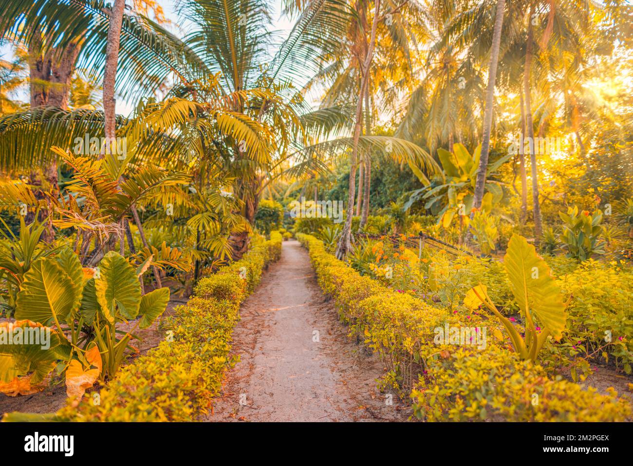 Fantasie mystische Mossenwald-Natur. Tropische exotische Naturlandschaft, Palmenblätter rund um den Waldweg. Sonnenlicht, Sonnenstrahlen, weicher Sandweg Stockfoto