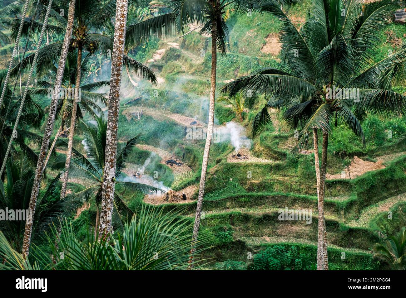 Reisterrassen tegalalang. Bali. Blick auf die rauschenden Reisfelder vor der Kulisse von Palmen. Sehenswürdigkeiten bali, Inonesia. Atemberaubend Stockfoto