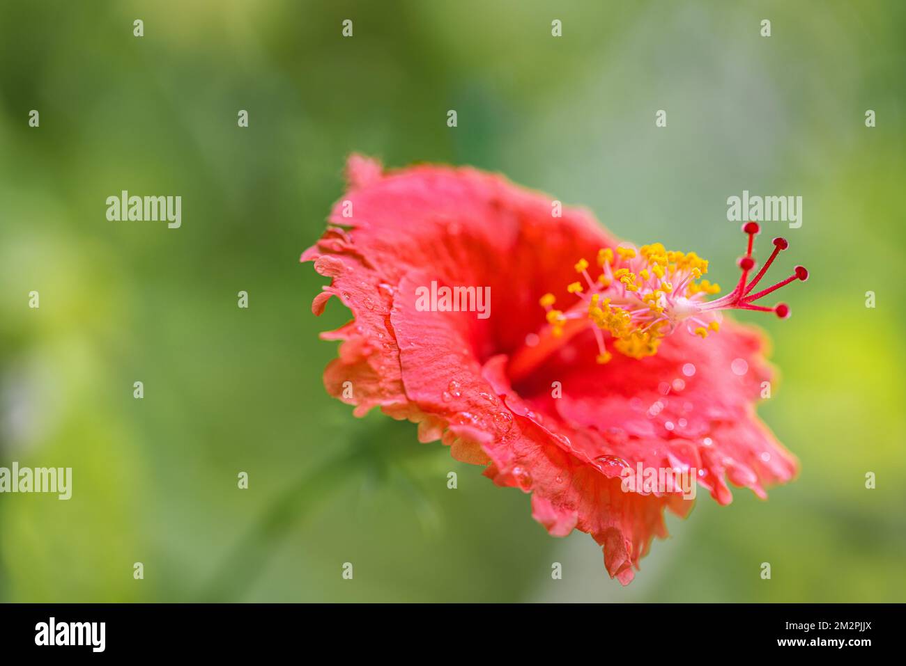 Romantisch farbenfrohe Hibiskusblüte in der Natur, Blütenblatt Hibiskusblüte im Garten. Exotische tropische Insel Naturgarten, blühende Blumen Stockfoto