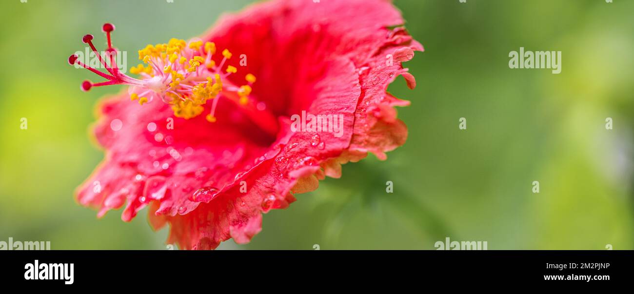 Romantisch farbenfrohe Hibiskusblüte in der Natur, Blütenblatt Hibiskusblüte im Garten. Exotische tropische Insel Naturgarten, blühende Blumen Stockfoto