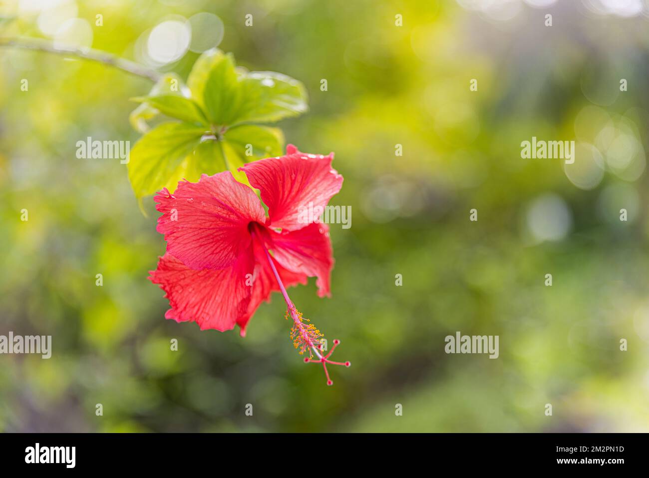 Romantisch farbenfrohe Hibiskusblüte in der Natur, Blütenblatt Hibiskusblüte im Garten. Exotische tropische Insel Naturgarten, blühende Blumen Stockfoto